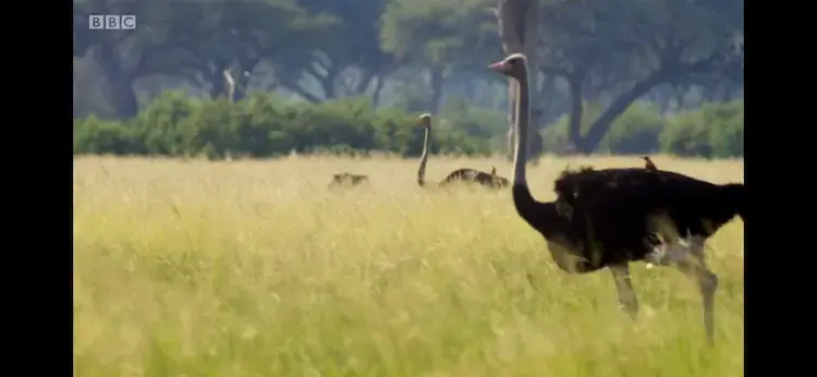 South African ostrich (Struthio camelus australis) as shown in Planet Earth II - Grasslands